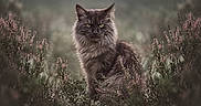 Nicky a rejoint le concours — aidez-le/la à gagner de superbes lots ! animal, bokeh, cat, dramatic_lighting, feline, fluffy, fur, greenery, heather, long_hair, maine_coon, nature, outdoor, pet, pink_flowers, portrait, sitting, vegetation, wildflowers, woodland