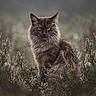 animal, bokeh, cat, dramatic_lighting, feline, fluffy, fur, greenery, heather, long_hair, maine_coon, nature, outdoor, pet, pink_flowers, portrait, sitting, vegetation, wildflowers, woodland