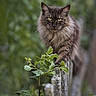 Nicky a rejoint le concours — aidez-le/la à gagner de superbes lots ! alert, animal, cat, close_up, ears, feline, fluffy, foliage, forest, gray_fur, greenery, long_hair, outdoors, pet, portrait, rustic_fence, whiskers, wildlife, wood, yellow_eyes