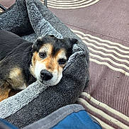 Buddy is registered to the contest to win money with this photo: dog, pet_bed, outdoor, relaxed, sleepy, black_fur, brown_fur, white_fur, face, snout, ear, carpet, pattern, fabric, texture, resting, animal, closeup, soft, comfort