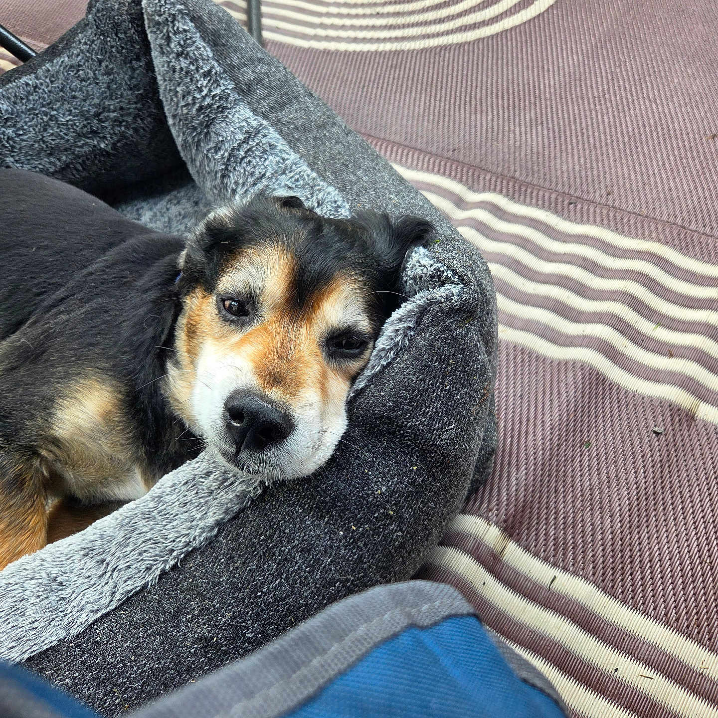 Buddy is registered to the contest to win money with this photo: animal, black_fur, brown_fur, carpet, closeup, comfort, dog, ear, fabric, face, outdoor, pattern, pet_bed, relaxed, resting, sleepy, snout, soft, texture, white_fur