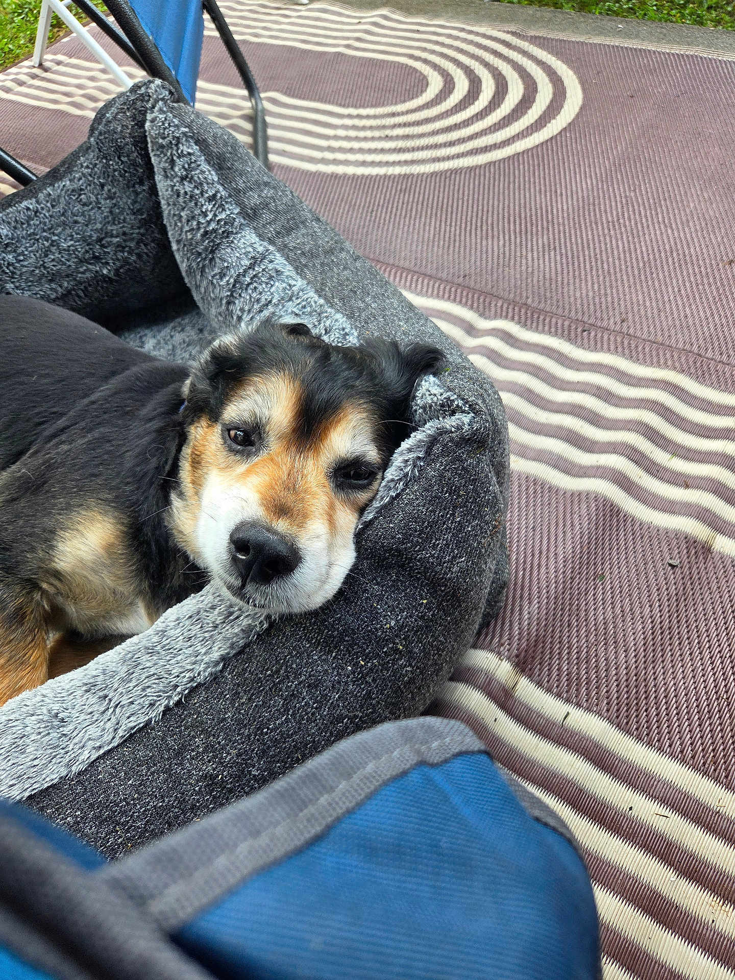 Buddy is registered to the contest to win money with this photo: dog, pet_bed, outdoor, relaxed, sleepy, black_fur, brown_fur, white_fur, face, snout, ear, carpet, pattern, fabric, texture, resting, animal, closeup, soft, comfort