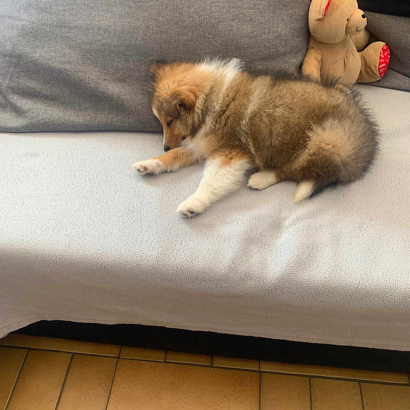 Bianca a rejoint le concours — aidez-le/la à gagner de superbes lots ! puppy, dog, sleeping, couch, blanket, teddy_bear, stuffed_toy, indoor, floor, tile_floor, brown, white, fur, pet, resting, cozy, cute, animal, home, relax