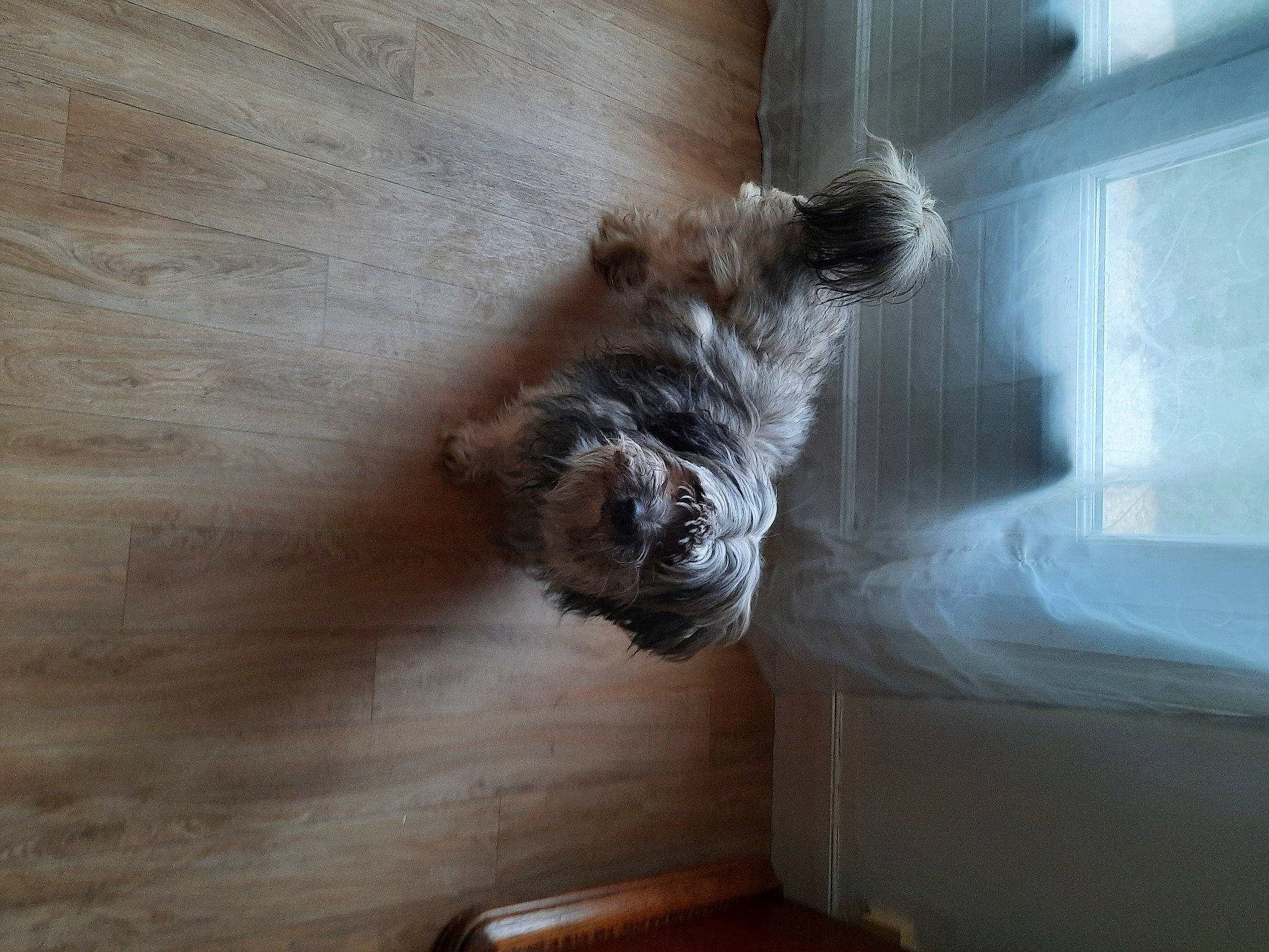 Guismo a rejoint le concours — aidez-le/la à gagner de superbes lots ! canidae, carnivore, companion_dog, dog, dog_breed, fawn, felidae, flooring, fur, hardwood, liver, room, snout, sporting_group, tail, toy_dog, window, wood, wood_flooring, wood_stain