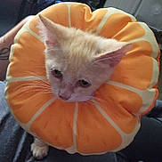 Meow-Mosa is registered to the contest to win money with this photo: adorable, animal, cat, closeup, collar, cute, domestic_animal, ears, fabric, feline, fur, indoor, kitten, looking_down, orange_slice, pet, soft_light, toy, whiskers, young