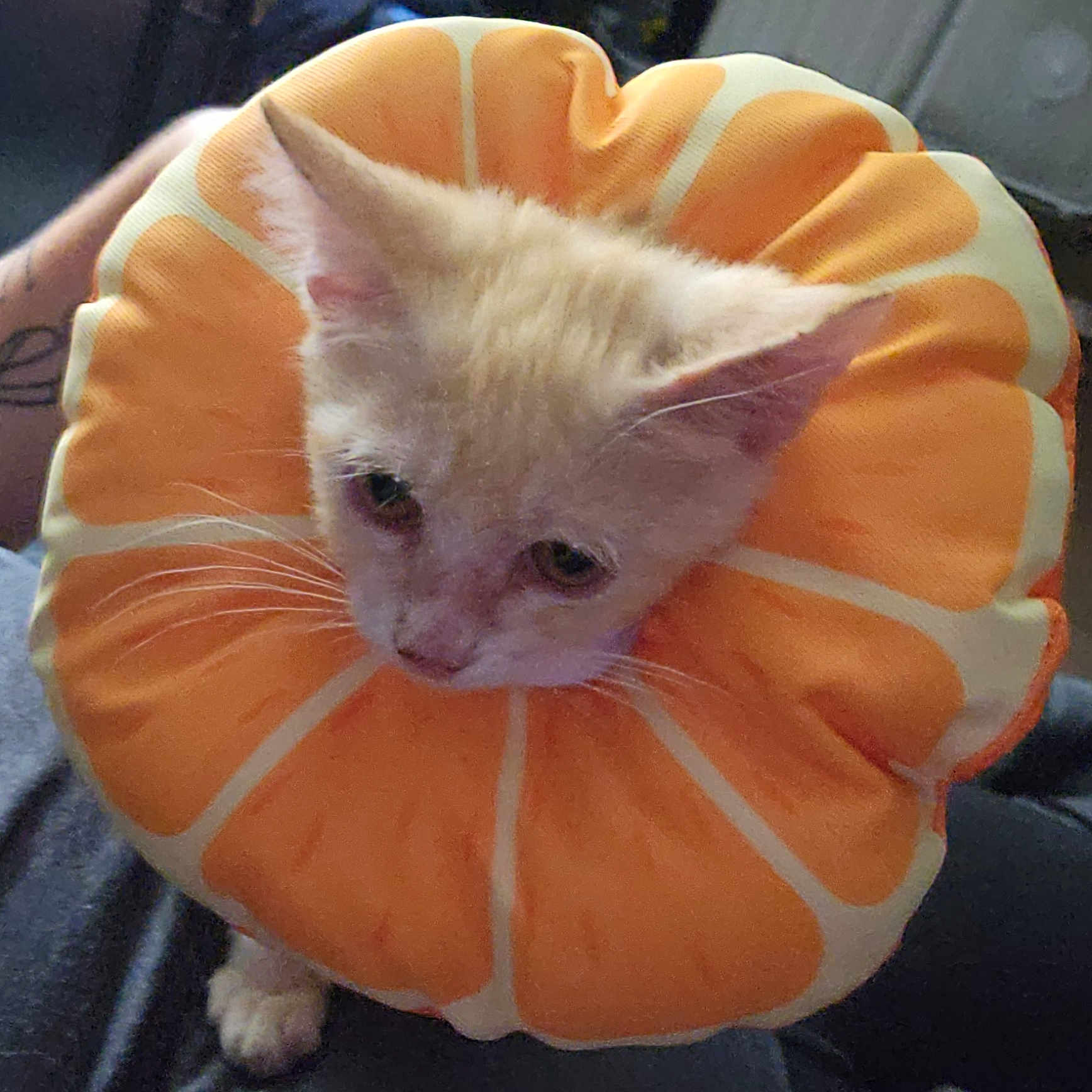 Meow-Mosa