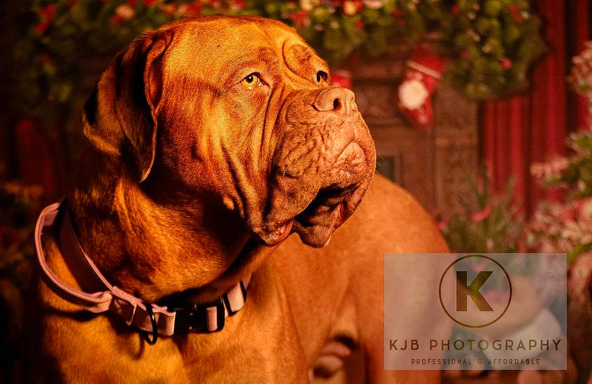 Nala joined the competition — help win amazing prizes! canidae, carnivore, collar, companion_dog, dog, dog_breed, dog_collar, dog_supply, event, fawn, happy, liver, pet_supply, snout, sporting_group, terrestrial_animal, tree, vertebrate, working_animal, wrinkle