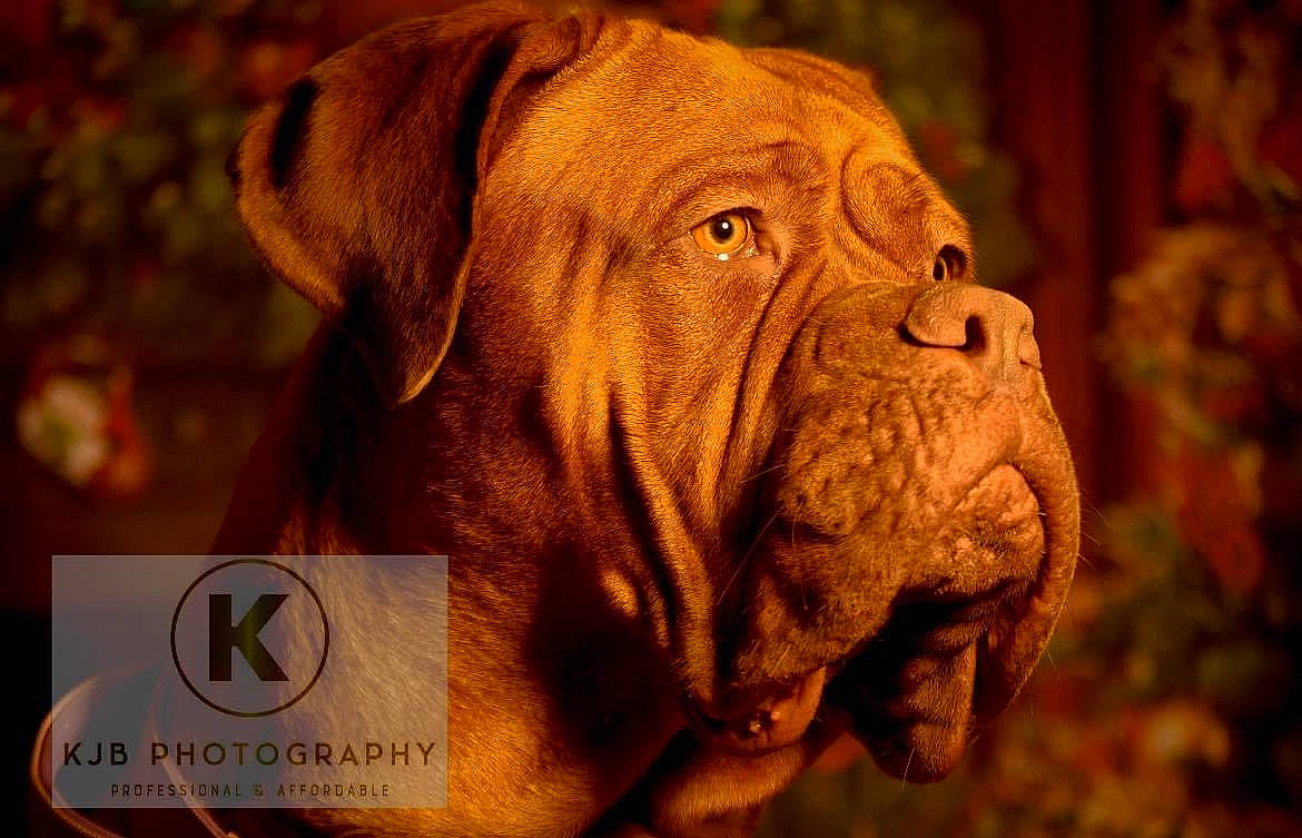 Nala is registered to the contest to win money with this photo: ancient_dog_breeds, bulldog, carnivore, companion_dog, dog, dog_breed, event, fawn, grass, logo, molosser, ori_pei, shar_pei, snout, sporting_group, terrestrial_animal, wood, working_animal, working_dog, wrinkle