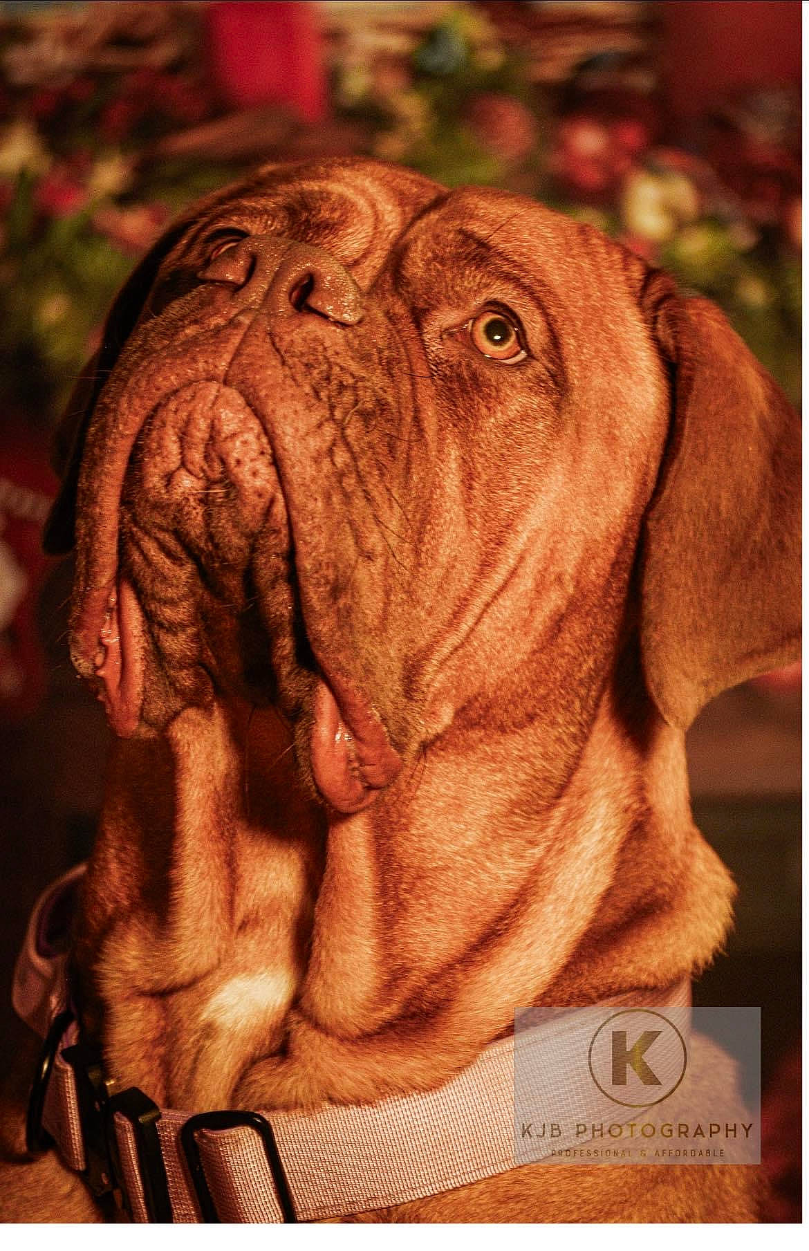 Nala is registered to the contest to win money with this photo: art, canidae, carnivore, carving, comfort, companion_dog, dog, dog_breed, dogue_de_bordeaux, fawn, flesh, liver, snout, sporting_group, terrestrial_animal, wildlife, wood, working_animal, working_dog, wrinkle