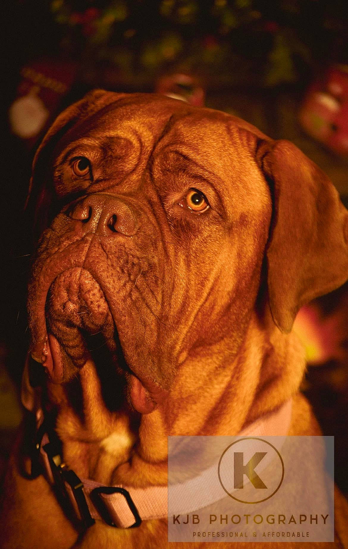 Nala is registered to the contest to win money with this photo: ancient_dog_breeds, art, boxer, bulldog, canidae, carnivore, collar, companion_dog, dog, dog_breed, dog_collar, fawn, giant_dog_breed, liver, molosser, snout, sporting_group, working_animal, working_dog, wrinkle