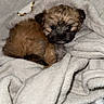 puppy, dog, small_dog, fluffy, brown_fur, black_muzzle, cute, sleepy, blanket, wrapped, cozy, portrait, indoor, pet, animal, adorable, sitting, lying_down, soft, close_up
