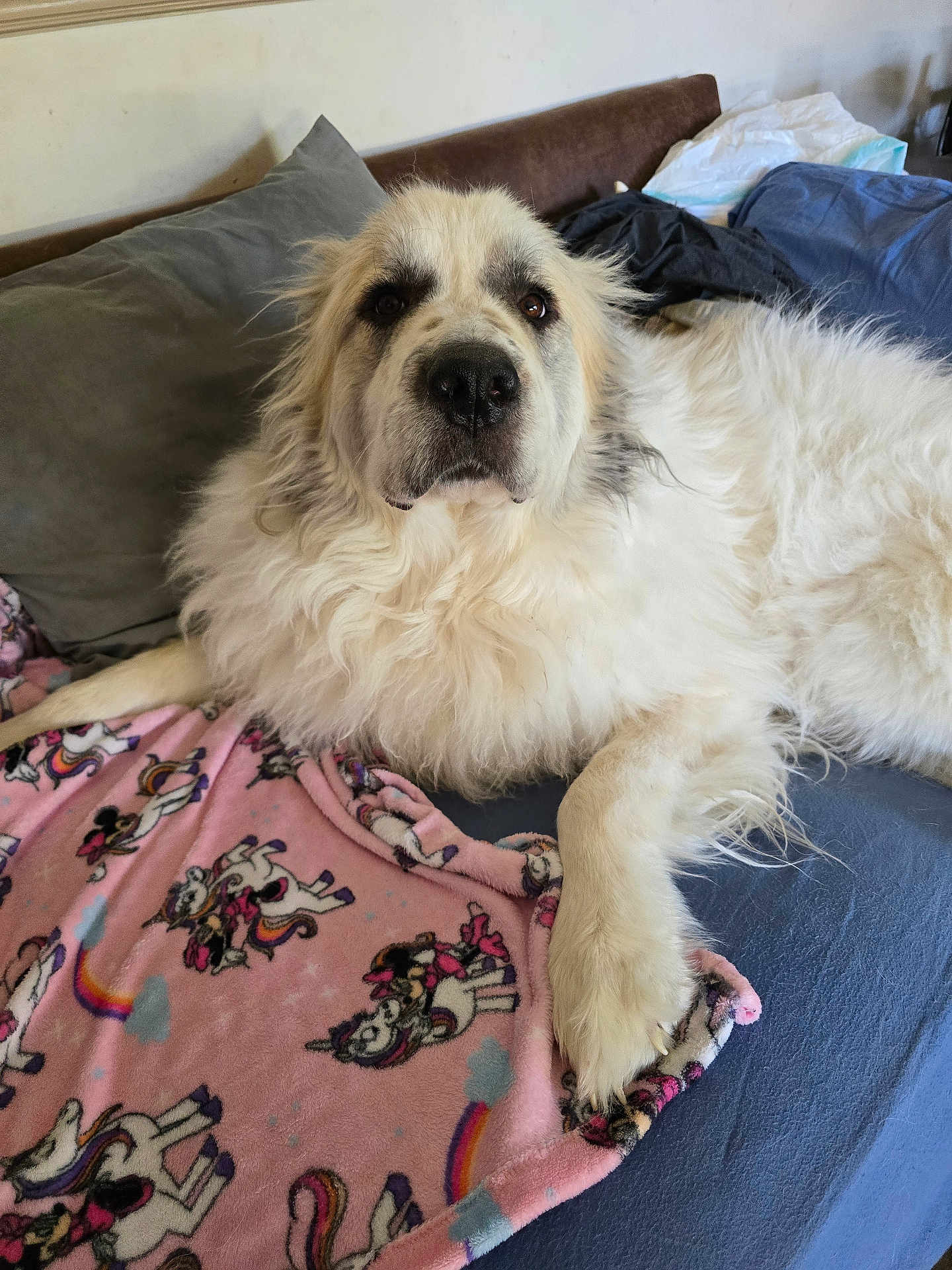 Sammy joined the competition — help win amazing prizes! dog, white_dog, fluffy, large_dog, blanket, pink_blanket, unicorn_pattern, couch, pillows, indoor, pet, relaxed, lying_down, fur, animal, cozy, home, resting, comfort, cute