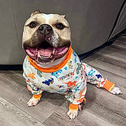 Chomp joined the competition — help win amazing prizes! animal, bright_eyes, brown_and_white, canine, cozy, cute, dinosaur_pattern, dog, domestic_animal, floor, front_paws, happy, indoor, onesie, pet_clothing, playful, short_hair, sitting, smiling, tongue_out