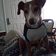 Levi is registered to the contest to win money with this photo: animal, blanket, brown, chair, cozy, curtain, dog, door, ears, face, furniture, home, indoor, pattern, paws, pet, sitting, tshirt, white, window