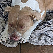 Shai joined the competition — help win amazing prizes! dog, sleeping, resting, brown_and_white, floppy_ears, large_paws, short_hair, pet, animal, portrait, close_up, blanket, bed, indoors, cozy, relaxed, tired, floor, soft_texture, cute