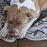 dog, sleeping, resting, brown_and_white, floppy_ears, large_paws, short_hair, pet, animal, portrait, close_up, blanket, bed, indoors, cozy, relaxed, tired, floor, soft_texture, cute