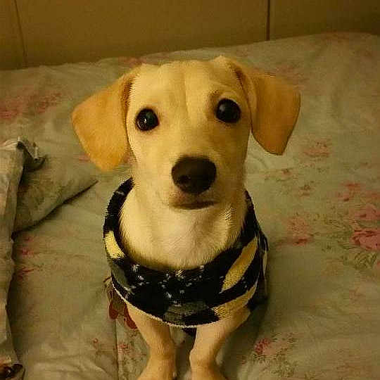 Toto is registered to the contest to win money with this photo: