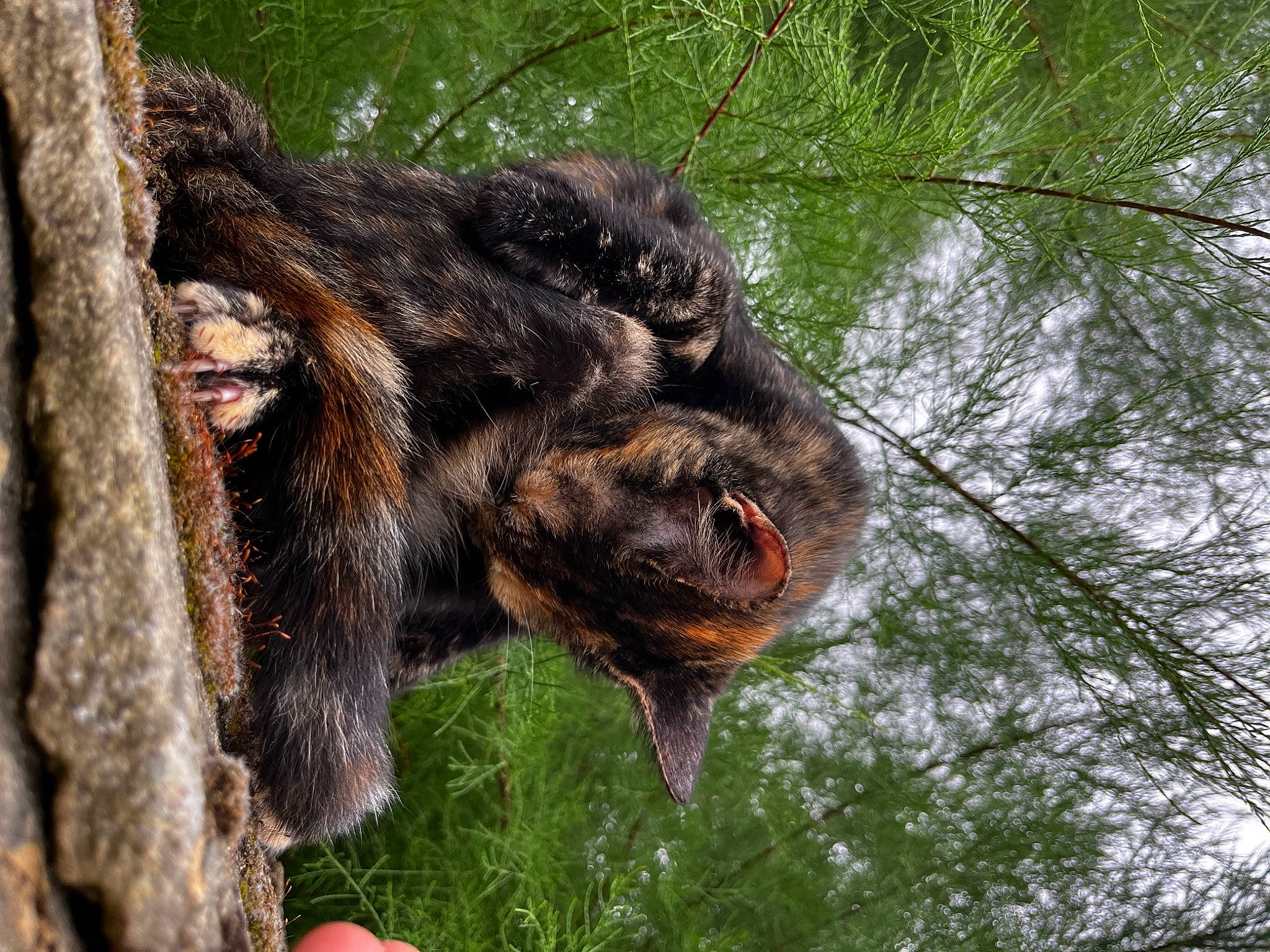 Fuji a rejoint le concours — aidez-le/la à gagner de superbes lots ! bat, bovine, canidae, dog_breed, fur, grass, liver, livestock, plant, primate, sporting_group, terrestrial_animal, tree, trunk, wildlife, wood, working_animal