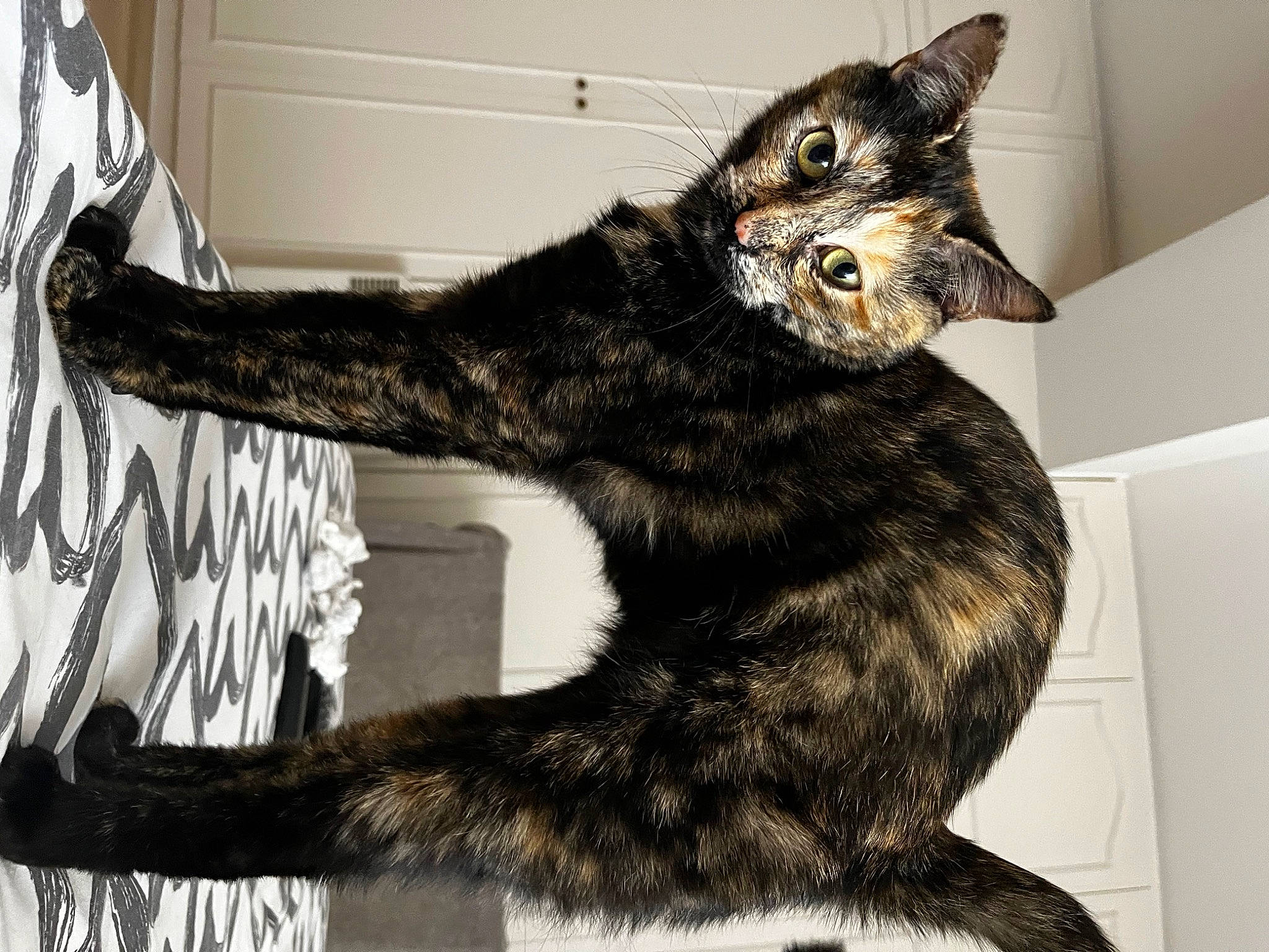 Fuji participe au concours pour gagner de l'argent avec cette photo : art, carnivore, cat, claw, domestic_short_haired_cat, felidae, fur, lap, painting, paw, small_to_medium_sized_cats, snout, tail, terrestrial_animal, whiskers