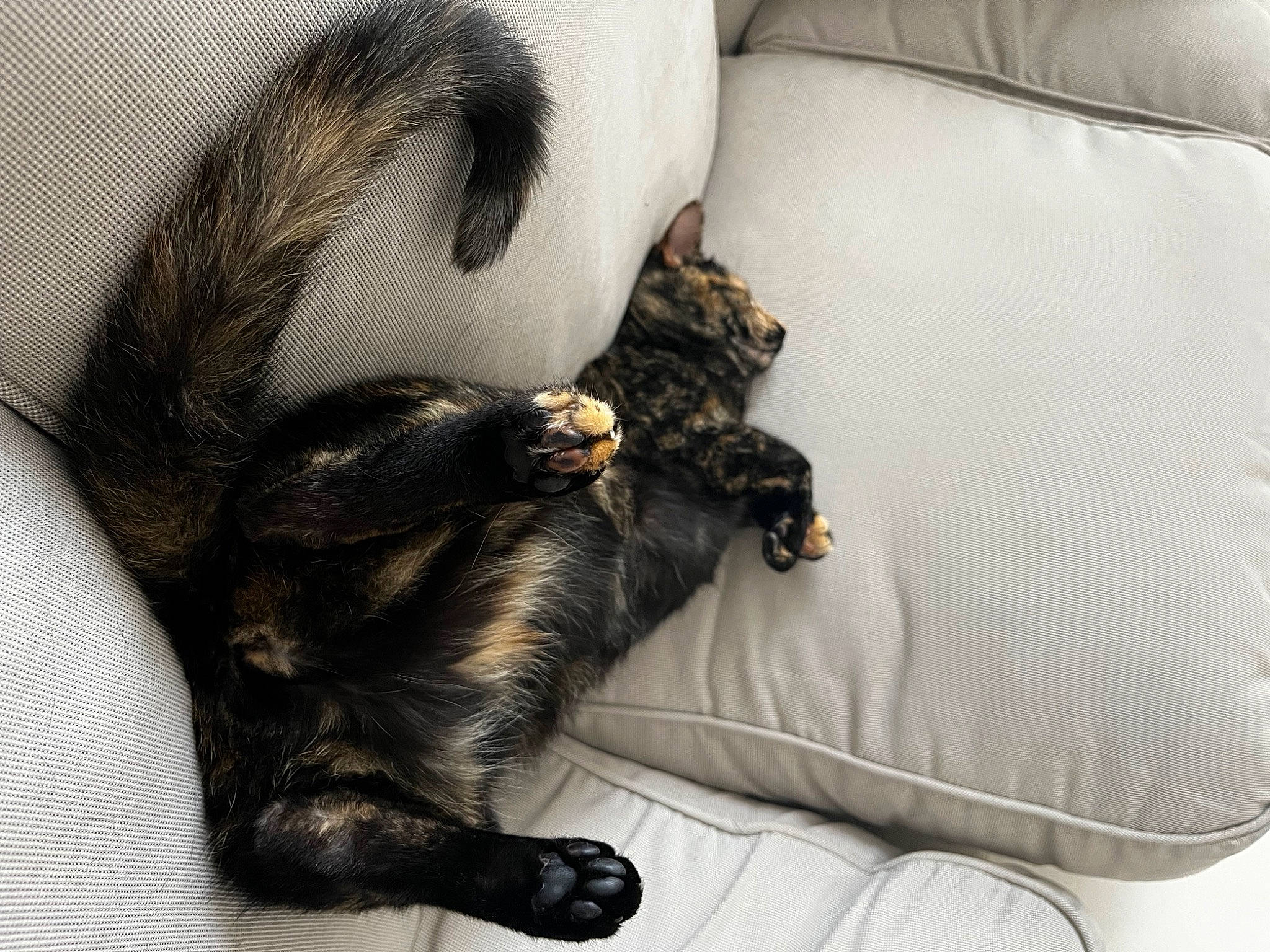 Fuji participe au concours pour gagner de l'argent avec cette photo : canidae, carnivore, cat, claw, comfort, companion_dog, dog_breed, domestic_short_haired_cat, felidae, fur, grey, linens, nap, paw, small_to_medium_sized_cats, snout, sporting_group, tail, textile, whiskers