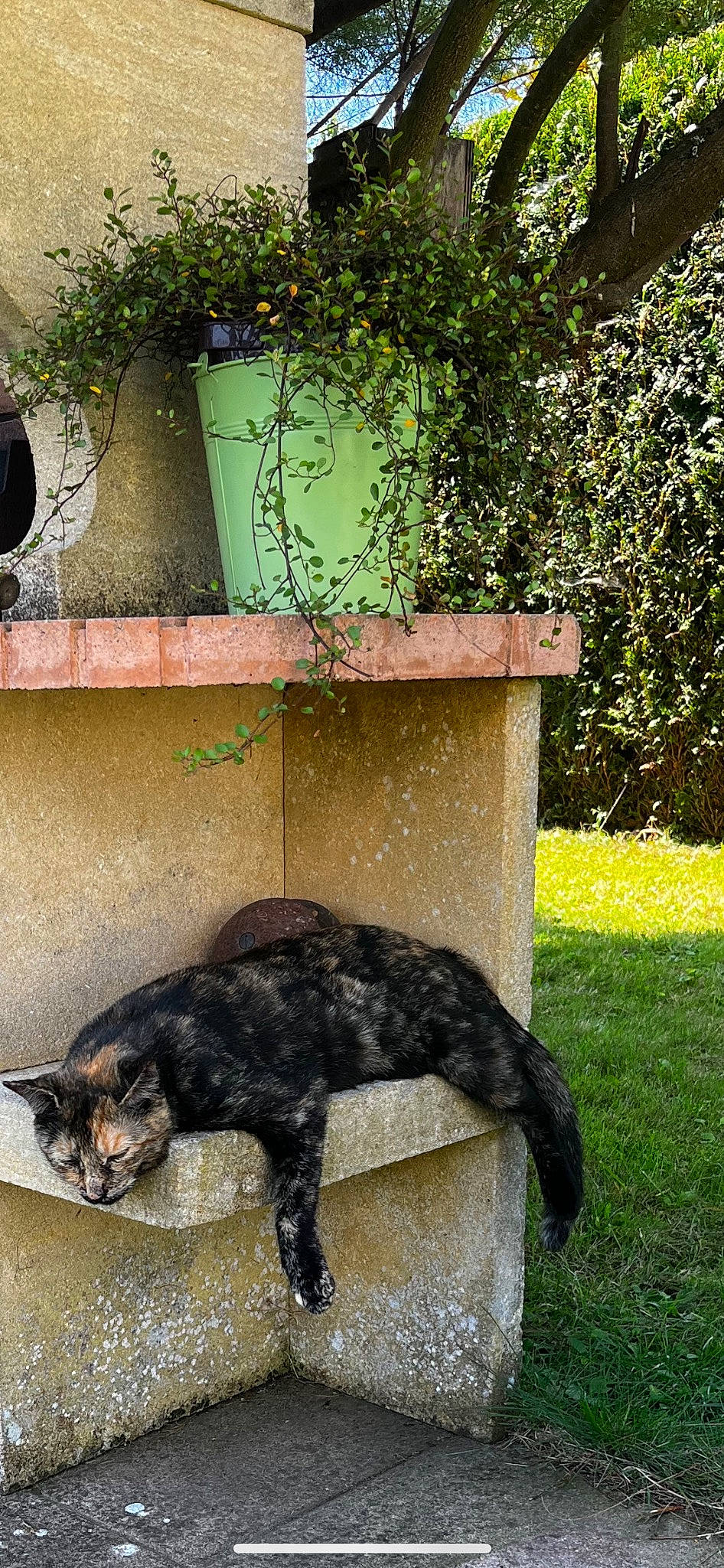 Fuji participe au concours pour gagner de l'argent avec cette photo : art, building, canidae, carnivore, cat, domestic_short_haired_cat, felidae, fur, grass, house, plant, shrub, sitting, small_to_medium_sized_cats, sporting_group, tail, terrestrial_animal, tree, whiskers, window