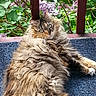 Abby joined the competition — help win amazing prizes! cat, fluffy_cat, long_hair, outdoor, flowers, lilac, greenery, porch, balcony, relaxed, pet, animal, curious, feline, nature, plant, wooden_rail, blue_mat, close_up, resting