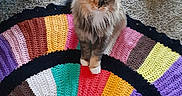 Abby is registered to the contest to win money with this photo: cat, fluffy, multicolored_rug, crocheted_rug, indoor, carpet, plant, potted_plant, floor, pet, animal, cozy, colorful, sitting, feline, domestic_cat, home, decor, cute, curious