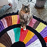 cat, fluffy, multicolored_rug, crocheted_rug, indoor, carpet, plant, potted_plant, floor, pet, animal, cozy, colorful, sitting, feline, domestic_cat, home, decor, cute, curious