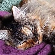 Abby joined the competition — help win amazing prizes! cat, sleeping, close_up, fur, whiskers, ear, purple_blanket, knit_texture, cozy, pet, domestic_animal, relaxation, comfort, feline, soft, warm, resting, cute, animal, indoor