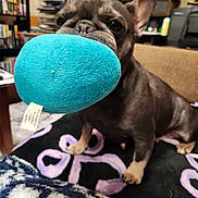 Ella joined the competition — help win amazing prizes! dog, french_bulldog, toy, plush_toy, blue, indoor, blanket, pet, animal, cute, sitting, mouth, playful, cozy, home, furniture, bookshelf, carpet, brown, ears