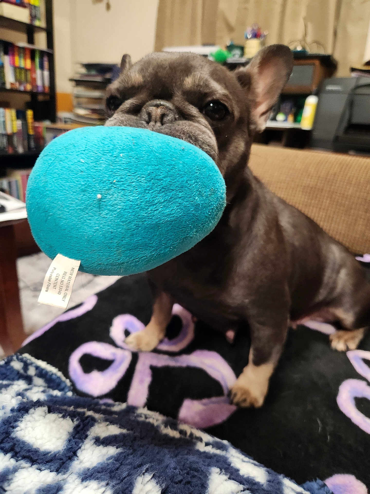 Ella joined the competition — help win amazing prizes! dog, french_bulldog, toy, plush_toy, blue, indoor, blanket, pet, animal, cute, sitting, mouth, playful, cozy, home, furniture, bookshelf, carpet, brown, ears