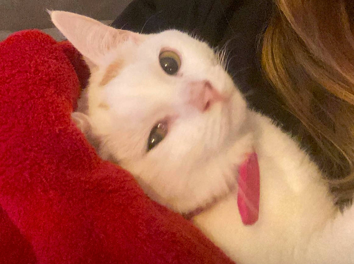 Louna a rejoint le concours — aidez-le/la à gagner de superbes lots ! carmine, carnivore, cat, domestic_short_haired_cat, ear, eye, eyelash, fawn, felidae, fur, head, iris, paw, small_to_medium_sized_cats, snout, tail, whiskers