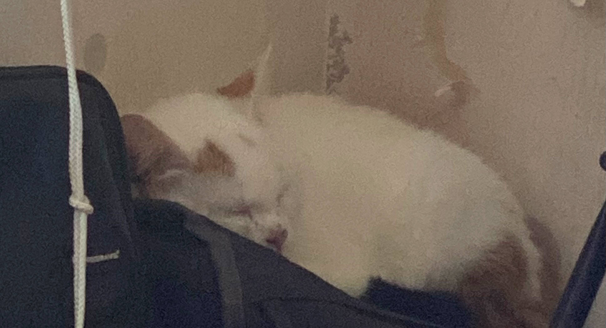 Louna a rejoint le concours — aidez-le/la à gagner de superbes lots ! canidae, carnivore, cat, comfort, dog_breed, domestic_short_haired_cat, fawn, felidae, fur, monochrome, monochrome_photography, nap, paw, sleep, small_to_medium_sized_cats, tail, terrestrial_animal, tints_and_shades, visual_arts, whiskers