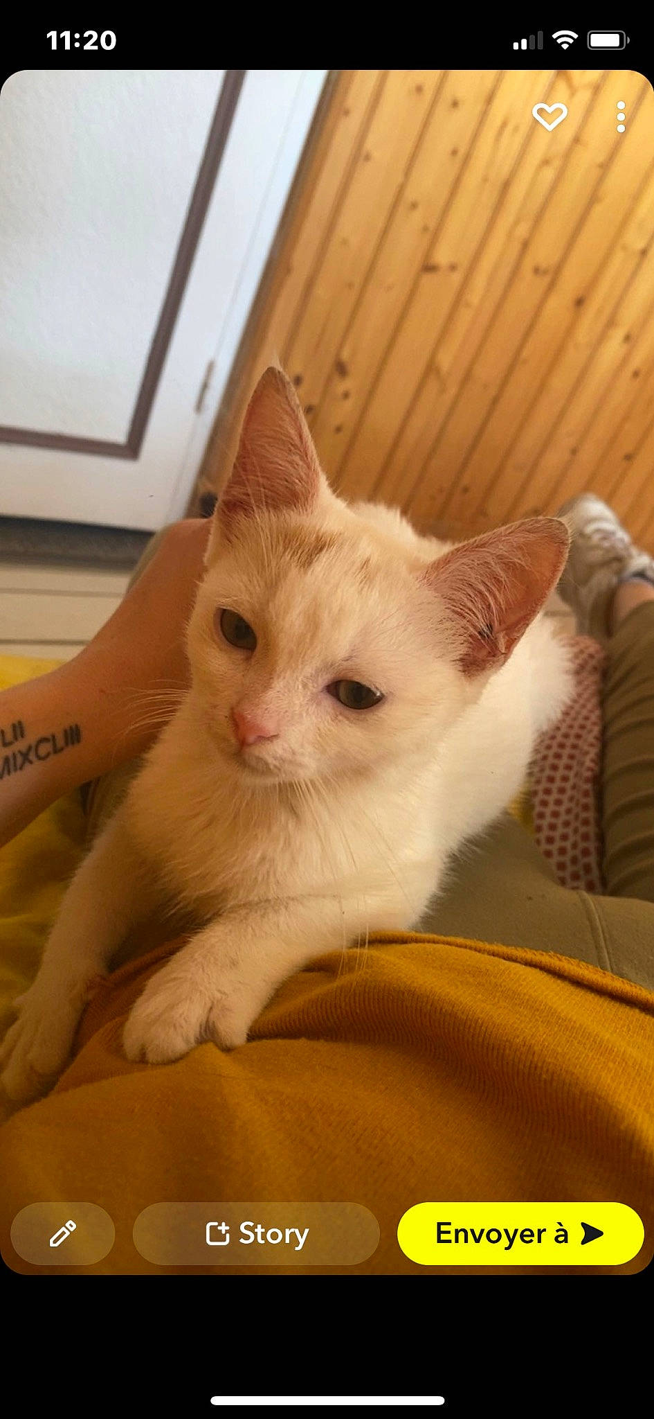 Louna participe au concours pour gagner de l'argent avec cette photo : carnivore, cat, claw, comfort, domestic_short_haired_cat, ear, fawn, felidae, fur, paw, small_to_medium_sized_cats, tail, whiskers, wood