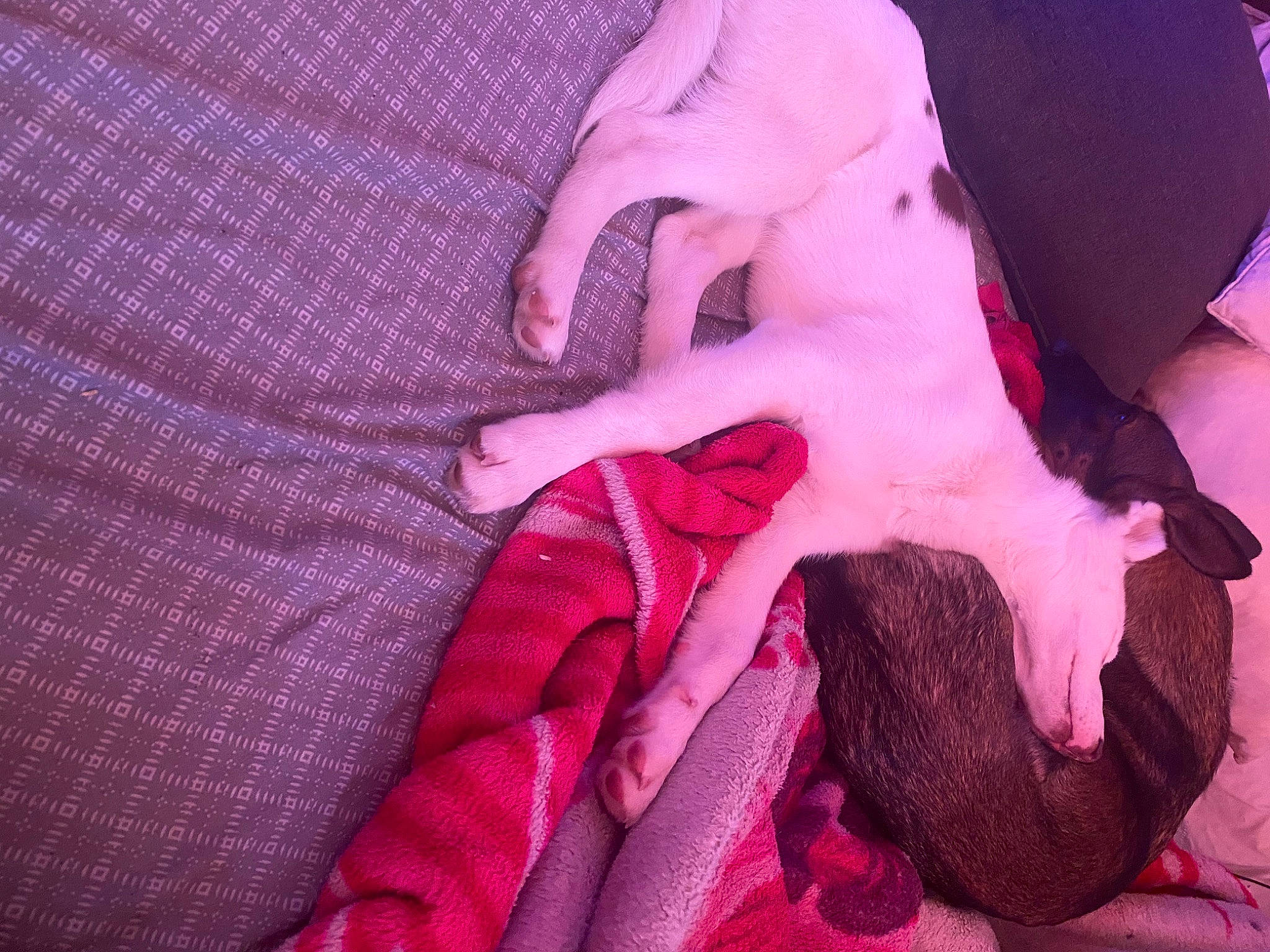 Volt participe au concours pour gagner de l'argent avec cette photo : bed_sheet, carmine, comfort, companion_dog, dog, dog_breed, fawn, flesh, fur, gesture, linens, magenta, nail, pattern, paw, petal, pink, purple, textile, violet