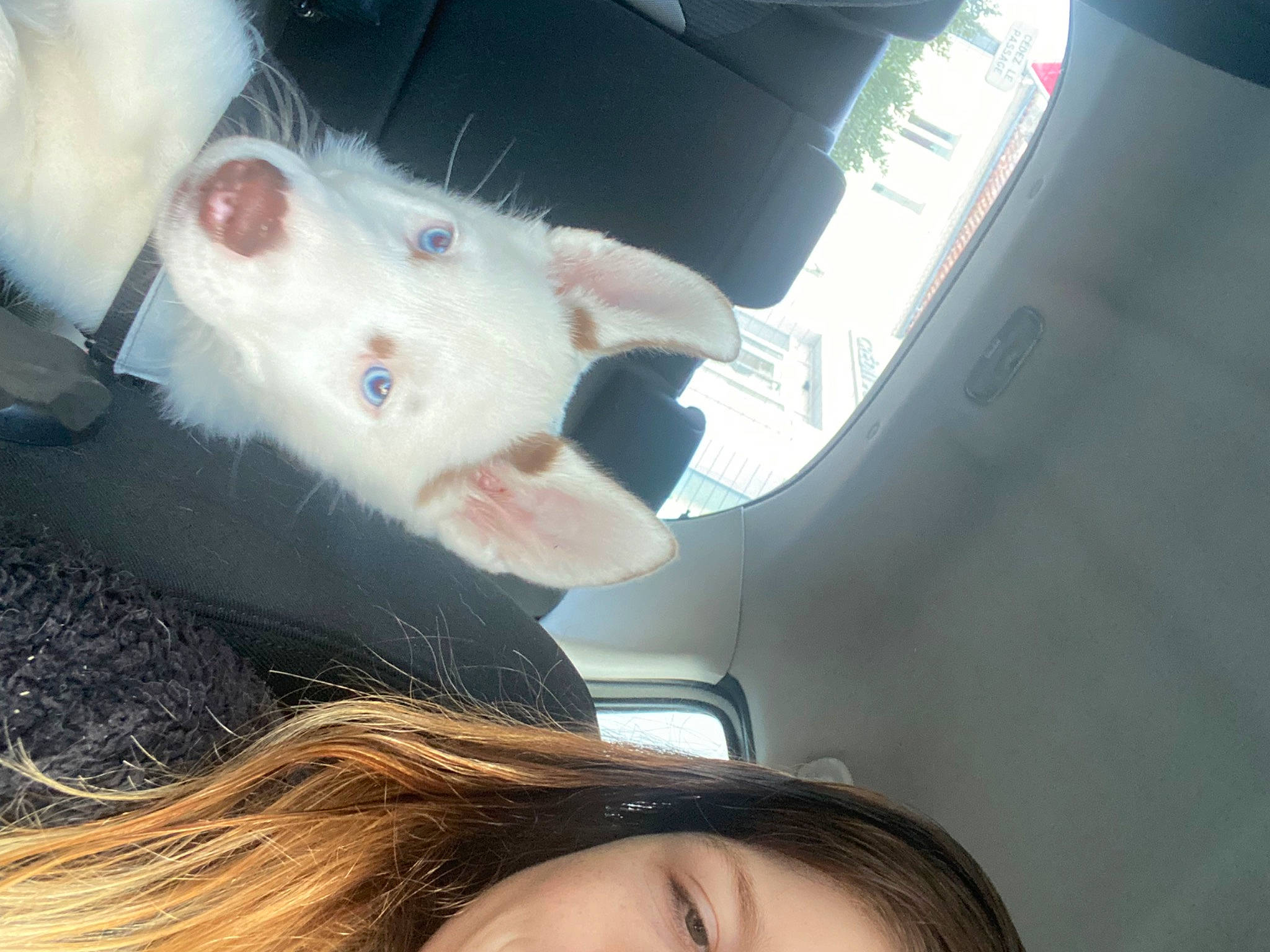 Volt participe au concours pour gagner de l'argent avec cette photo : auto_part, automotive_exterior, automotive_lighting, automotive_window_part, carnivore, eyelash, eyewear, fawn, felidae, gesture, jaw, mouth, nose, selfie, skin, small_to_medium_sized_cats, tail, vehicle_door, whiskers, windshield