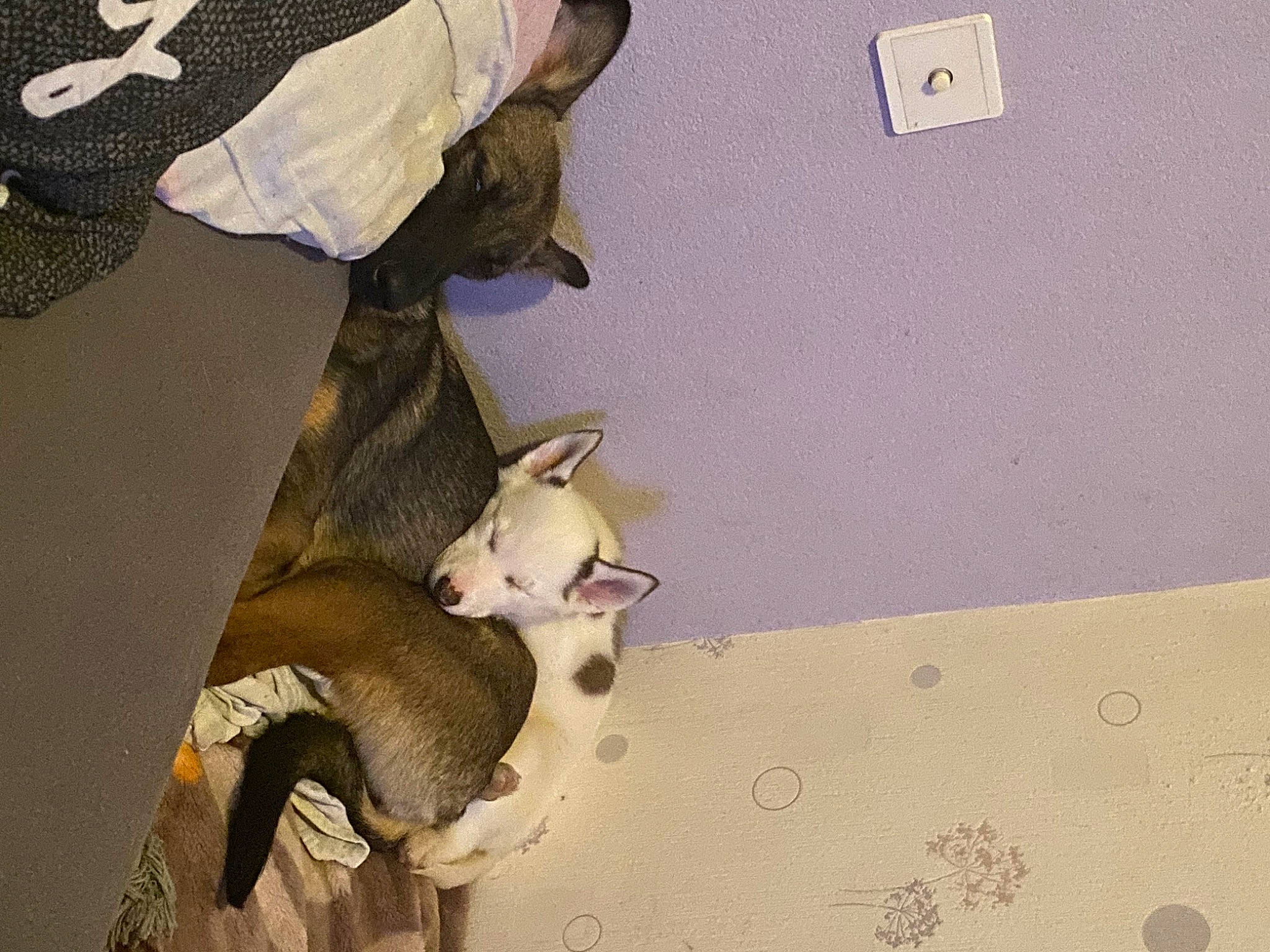 Volt a rejoint le concours — aidez-le/la à gagner de superbes lots ! art, carmine, ceiling, fawn, flooring, linens, material_property, paper, paper_product, pattern, plaster, room, stuffed_toy, teddy_bear, textile, toy, visual_arts, wood