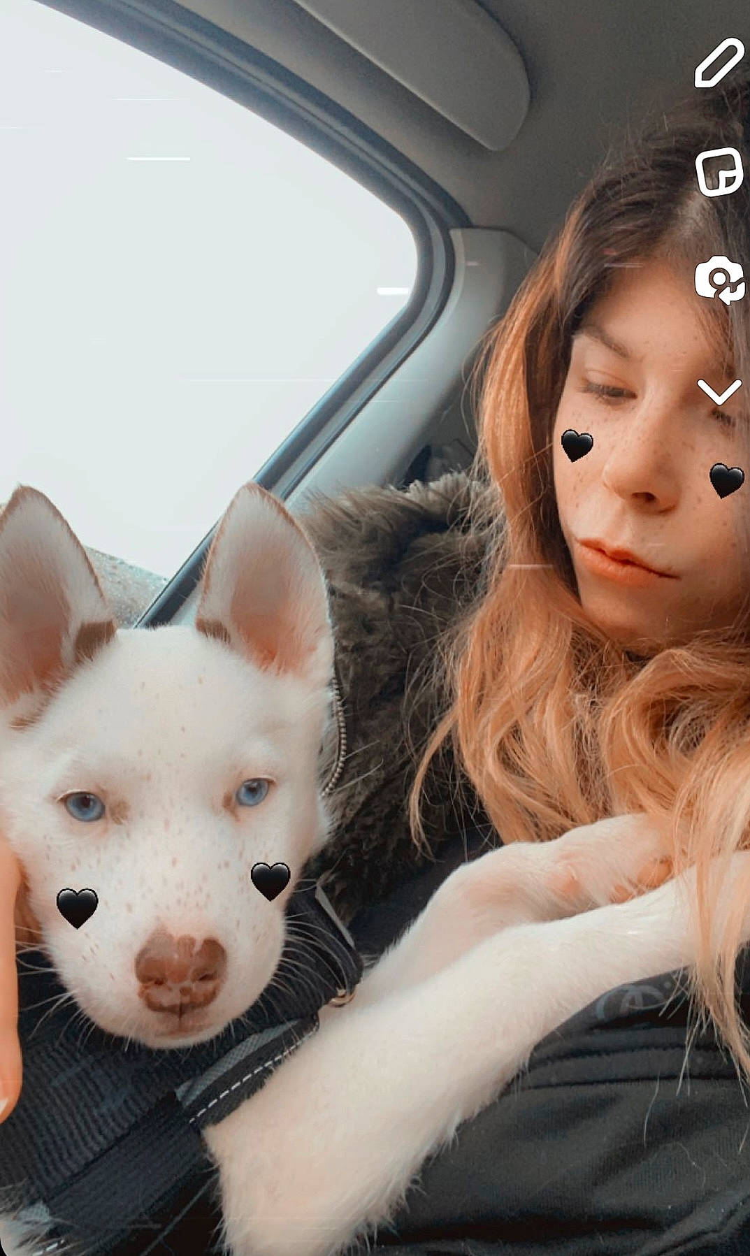 Volt a rejoint le concours — aidez-le/la à gagner de superbes lots ! bangs, carnivore, companion_dog, dog, dog_breed, eye, eyebrow, eyelash, fawn, fur, happy, head, jaw, layered_hair, nose, organ, skin, surfer_hair, whiskers, window