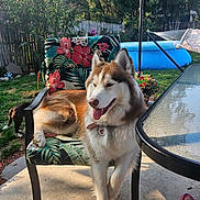 Una is registered to the contest to win money with this photo: dog, siberian_husky, chair, outdoor, backyard, grass, pool, hammock, flower, plant, fence, daylight, pet, animal, tongue_out, relaxing, sunlight, table, footwear, person