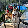 dog, siberian_husky, chair, outdoor, backyard, grass, pool, hammock, flower, plant, fence, daylight, pet, animal, tongue_out, relaxing, sunlight, table, footwear, person