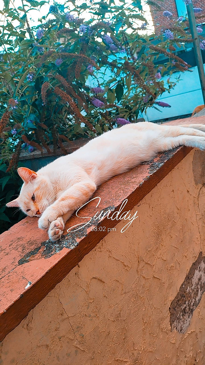 Marley a rejoint le concours — aidez-le/la à gagner de superbes lots ! carnivore, cat, companion_dog, dog_breed, fawn, felidae, fur, grass, human_leg, landscape, plant, sand, small_to_medium_sized_cats, soil, tail, terrestrial_animal, tree, trunk, whiskers, wood