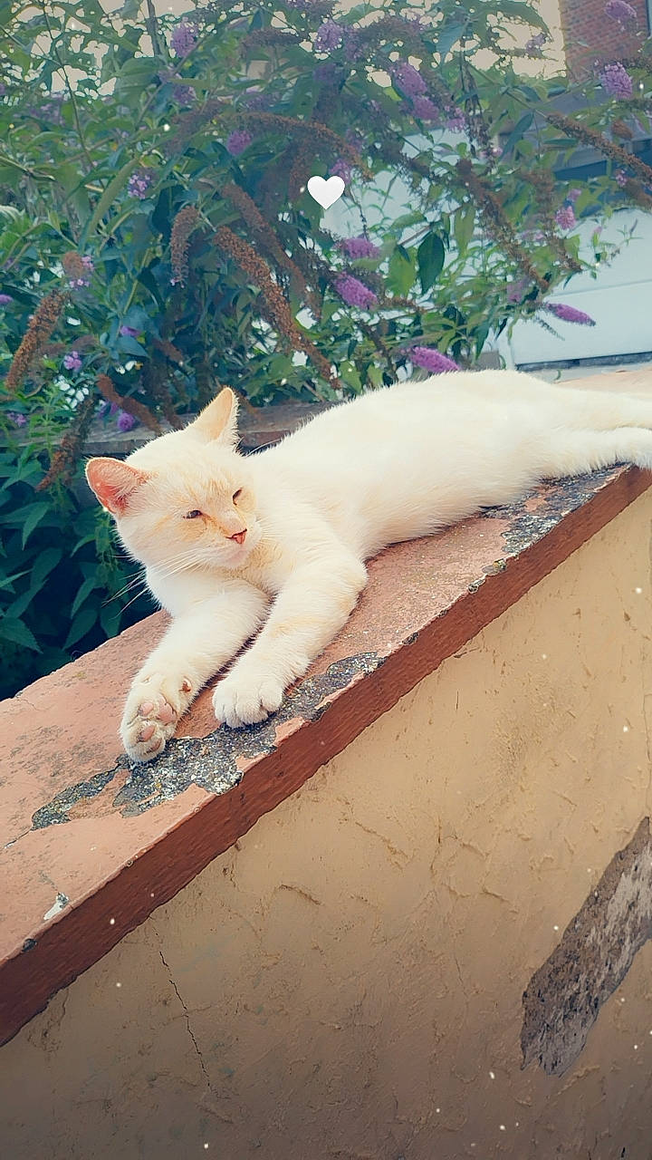 Marley a rejoint le concours — aidez-le/la à gagner de superbes lots ! carnivore, cat, domestic_short_haired_cat, eye, fawn, felidae, foot, fur, grass, paw, plant, road_surface, sitting, small_to_medium_sized_cats, snout, tail, tree, whiskers, window, wood