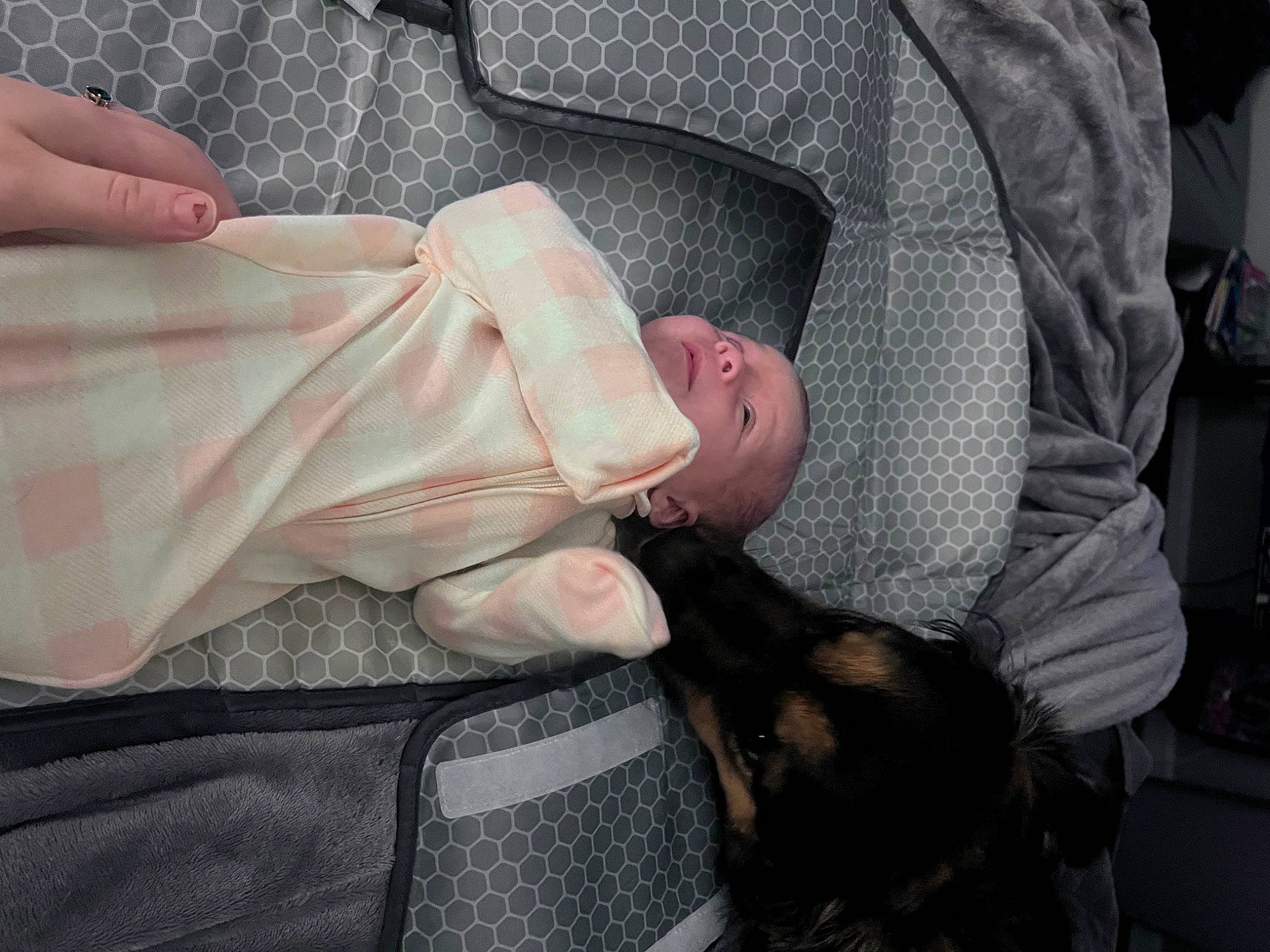 Widow joined the competition — help win amazing prizes! baby_products, canidae, child, comfort, companion_dog, dog, dog_breed, fur, gesture, guard_dog, nail, nap, sitting, sleeve, sporting_group, thumb, toddler, wrist