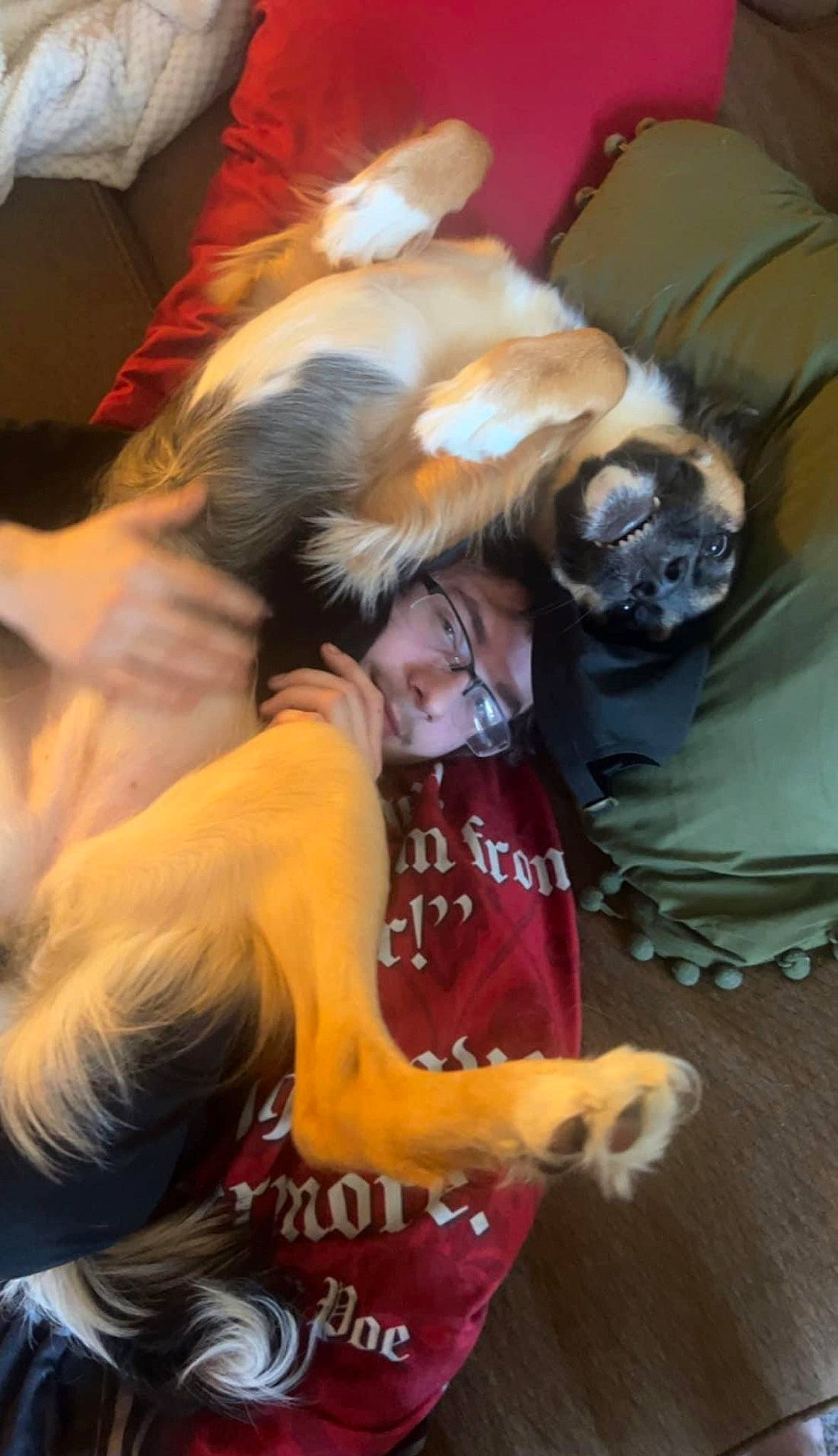 Widow is registered to the contest to win money with this photo: carnivore, cat, comfort, companion_dog, costume, dog_breed, event, felidae, fictional_character, flesh, fur, lap, room, small_to_medium_sized_cats, whiskers