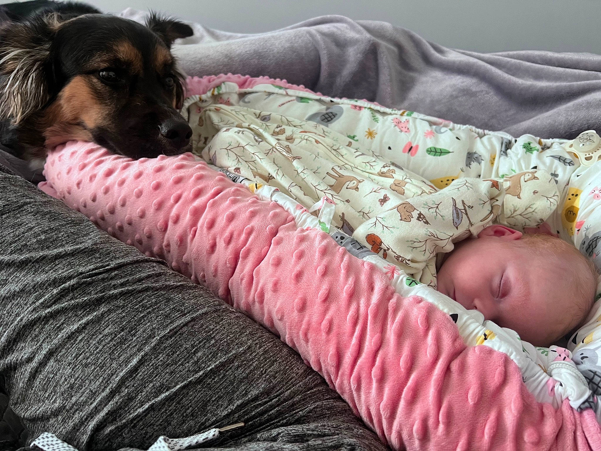Widow joined the competition — help win amazing prizes! baby, baby_toddler_clothing, bedding, bedtime, carnivore, comfort, companion_dog, couch, dog, dog_breed, fur, guard_dog, linens, mammal, nap, pattern, sleep, sporting_group, toddler, working_animal