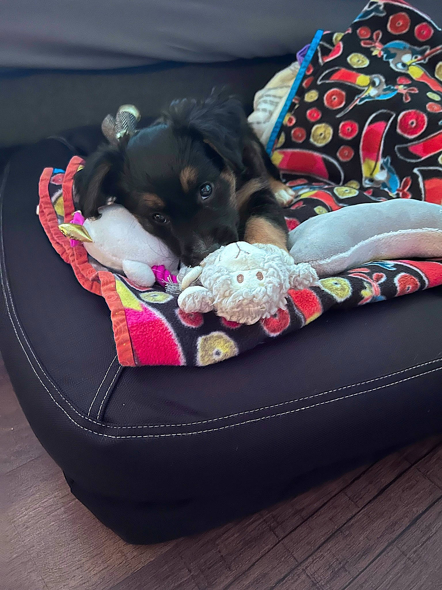 Widow is registered to the contest to win money with this photo: bag, carnivore, comfort, companion_dog, couch, dog, dog_bed, dog_breed, dog_supply, fashion_accessory, fawn, grey, linens, luggage_and_bags, magenta, mammal, pattern, pet_supply, pink, vertebrate