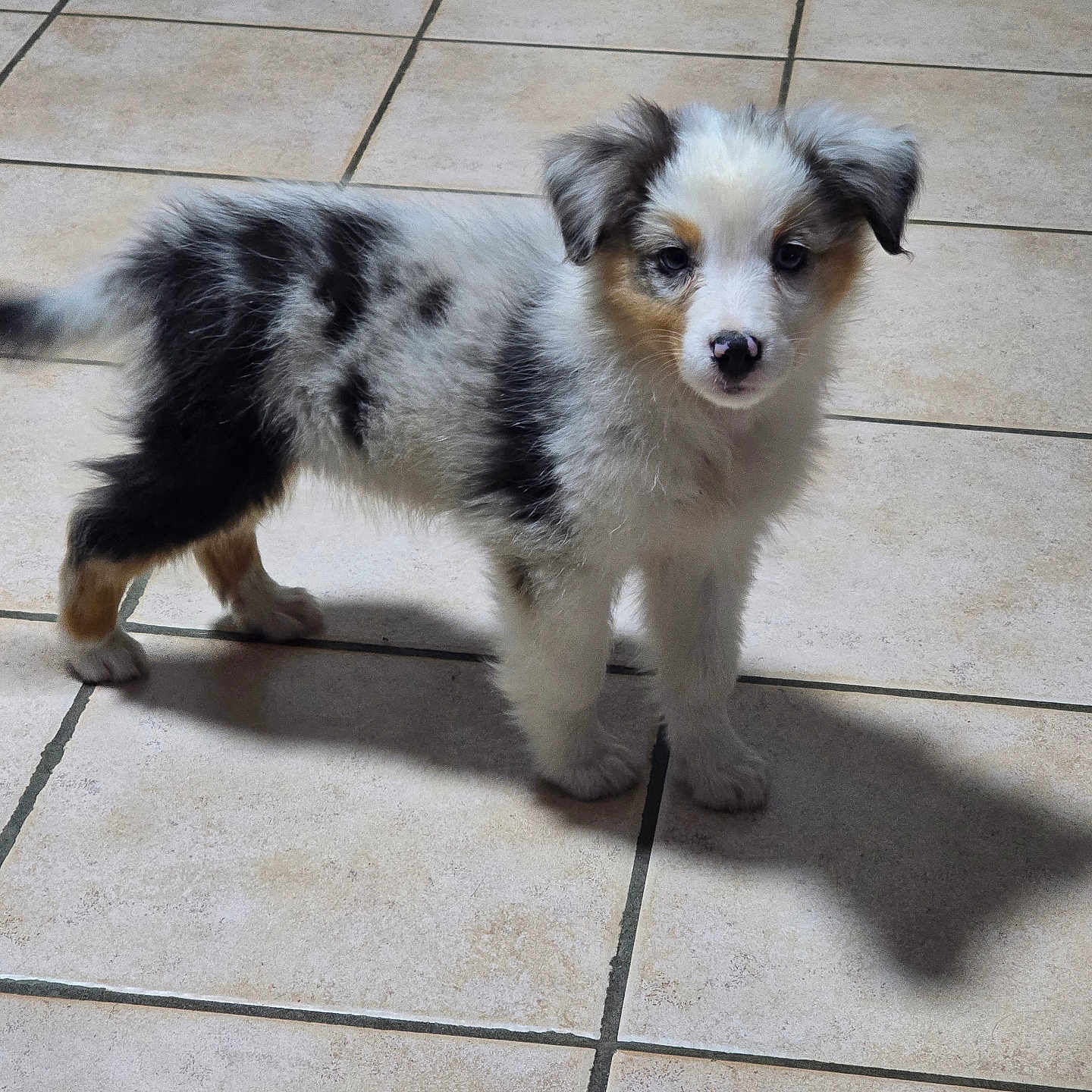 Vayko