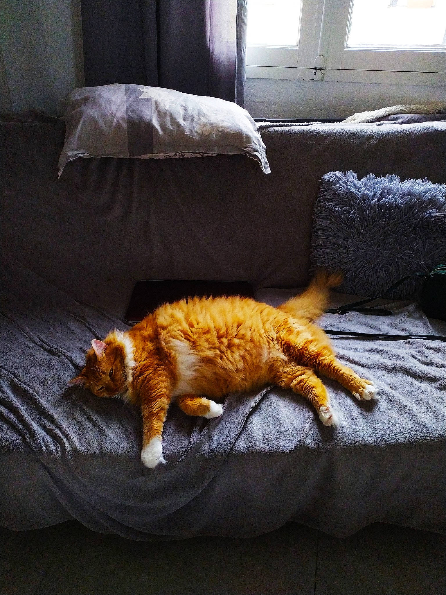 Jaggër a rejoint le concours — aidez-le/la à gagner de superbes lots ! bed, bed_sheet, carnivore, cat, comfort, cushion, european_shorthair, felidae, fur, furniture, linens, nap, pillow, room, sleep, small_to_medium_sized_cats, tabby_cat, tail, textile, whiskers