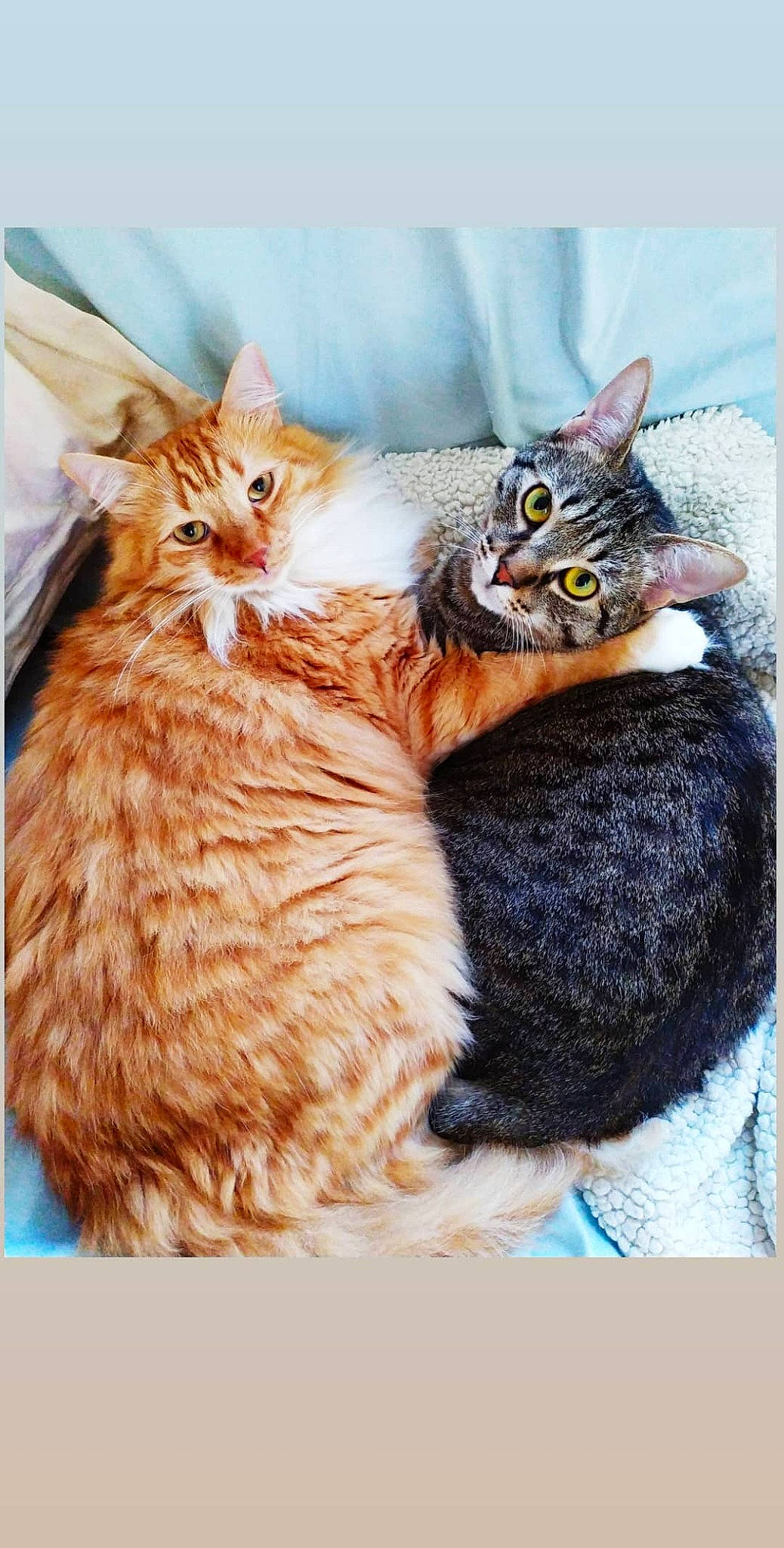 Jaggër a rejoint le concours — aidez-le/la à gagner de superbes lots ! american_wirehair, carnivore, cat, european_shorthair, felidae, gesture, kitten, maine_coon, mammal, norwegian_forest_cat, small_to_medium_sized_cats, tabby_cat, whiskers