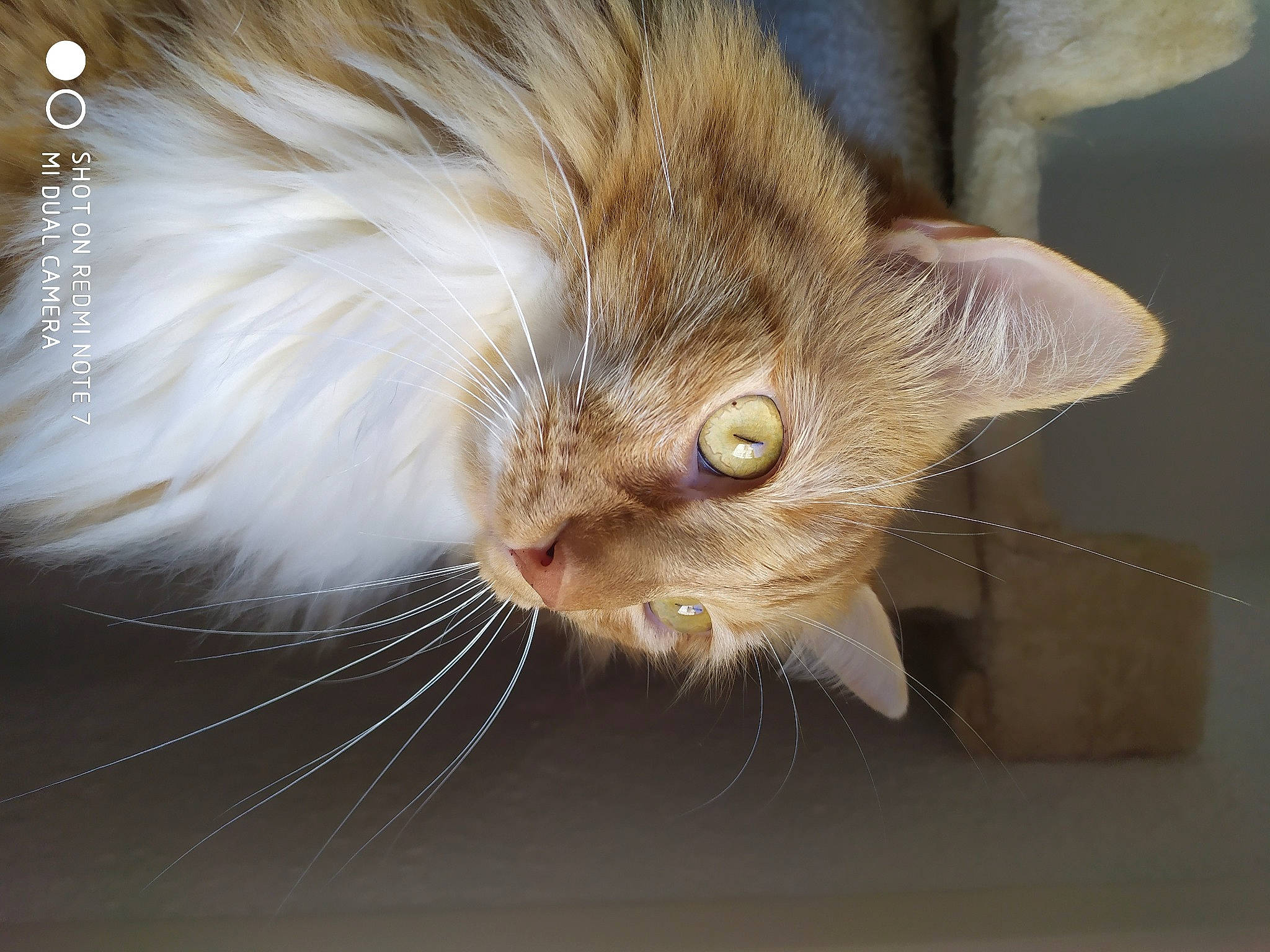 Jaggër participe au concours pour gagner de l'argent avec cette photo : asian, carnivore, cat, close_up, domestic_long_haired_cat, ear, european_shorthair, eye, fawn, felidae, fur, kitten, norwegian_forest_cat, small_to_medium_sized_cats, snout, tabby_cat, tail, whiskers